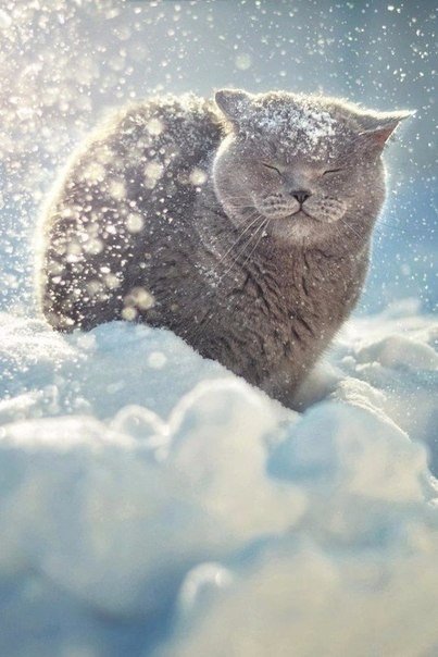 Коты из сети