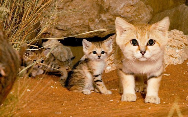 Коты и Кошки