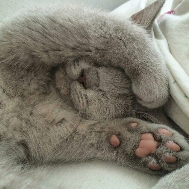 Коты и Кошки