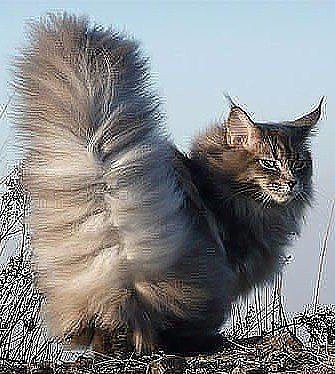 Коты и Кошки
