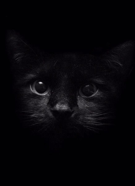 Коты и Кошки