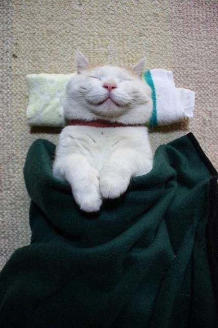 Коты и Кошки