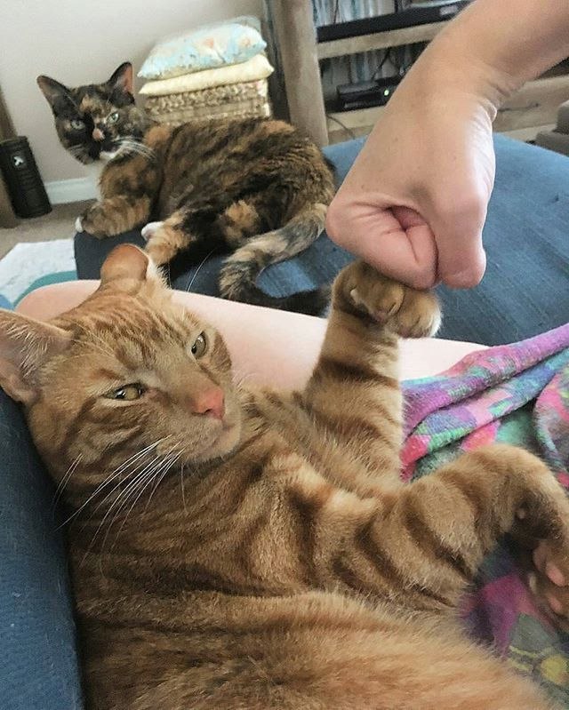 Коты и Кошки