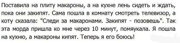 Я все понял. О кошаках