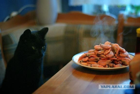 Котовторник на ЯПлакалъ