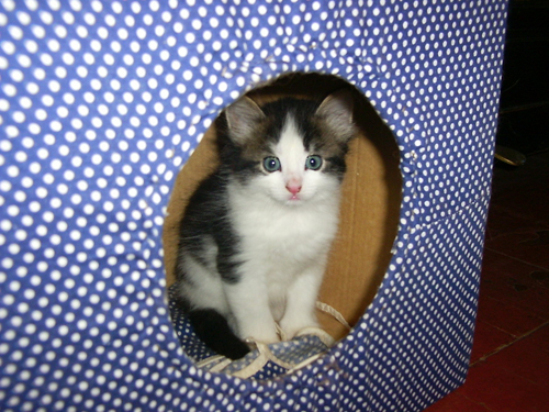 Котовторнику Да (09.12.08)