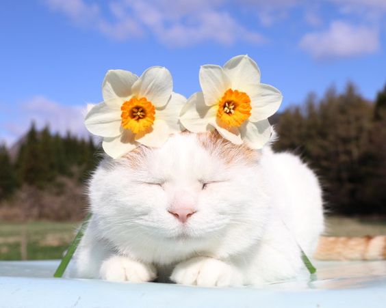 Прикольных котов пост
