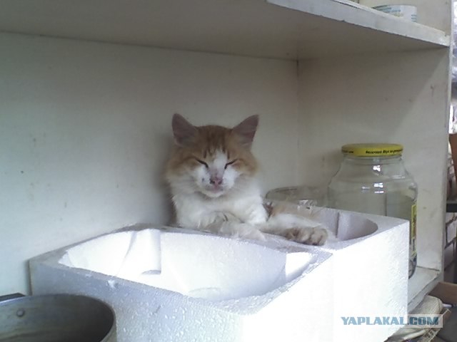 Выходные у кота