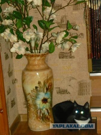 Начинаем котовторник!