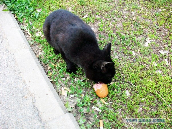 Накорми бездомного кота