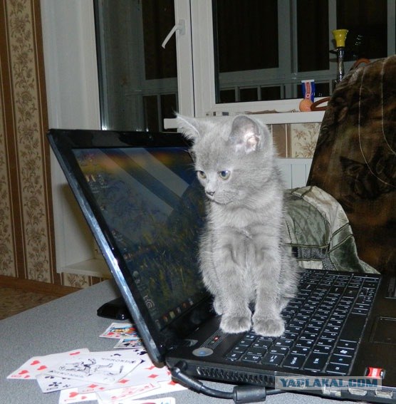 Котовторник! 08.11.11