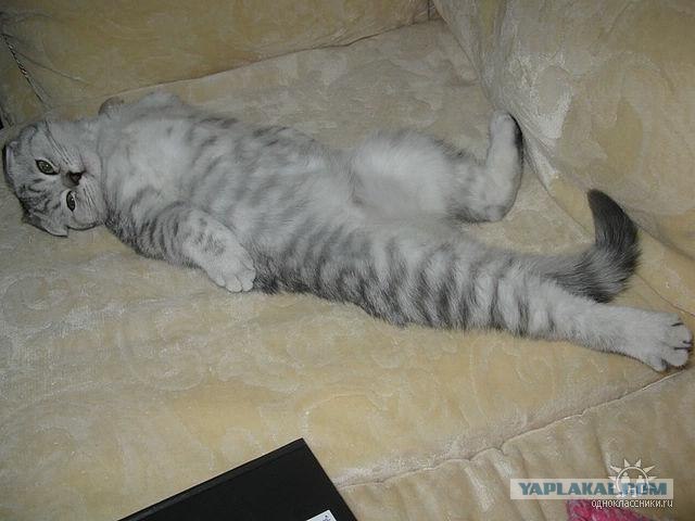 Котовторник (31.01.2012)