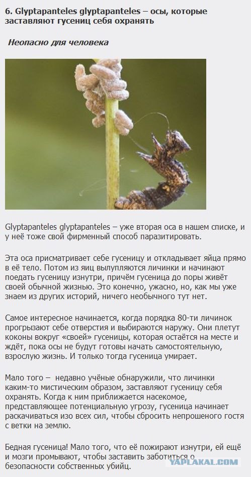 Самые ухищренные паразиты