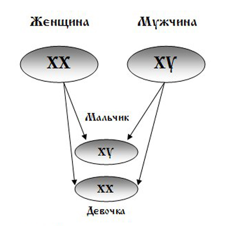 хромосомы мужчины и женщины разница. хромосомный набор человека схема. хромосомы мужчины и женщины разница. сколько хромосом у мужчины и женщины. хромосомный набор женщины.