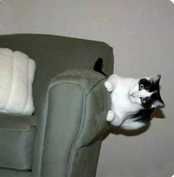 Не на всякого кота гравитация может воздейстовать! Им вообще плевать на законы физики