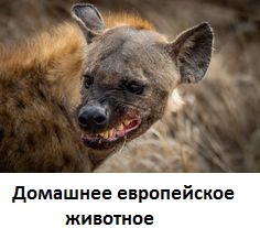Тихановская выступит перед Совбезом ООН