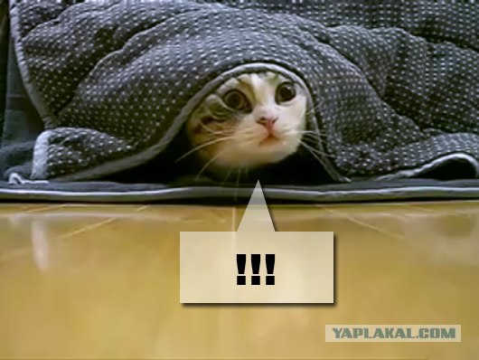 Не будите так рано! (видео)