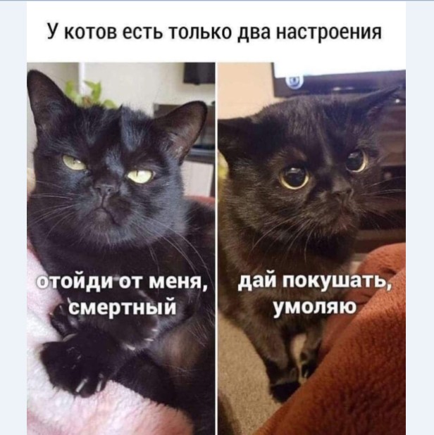 Картинки и мемы для настроения 016
