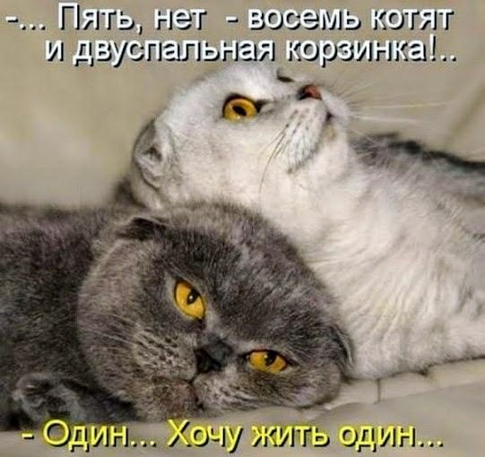 Картинки и мемы для настроения 12.04.2021