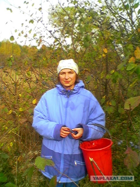 Грибы маринованые