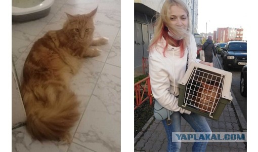 Жизнь домашнего приюта "Котоленд" 304