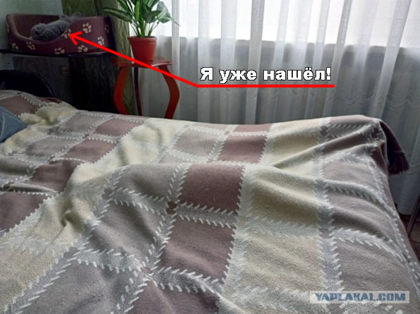 50 интересных фактов о кошках