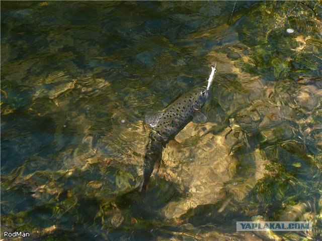 Форель, горный Крым.