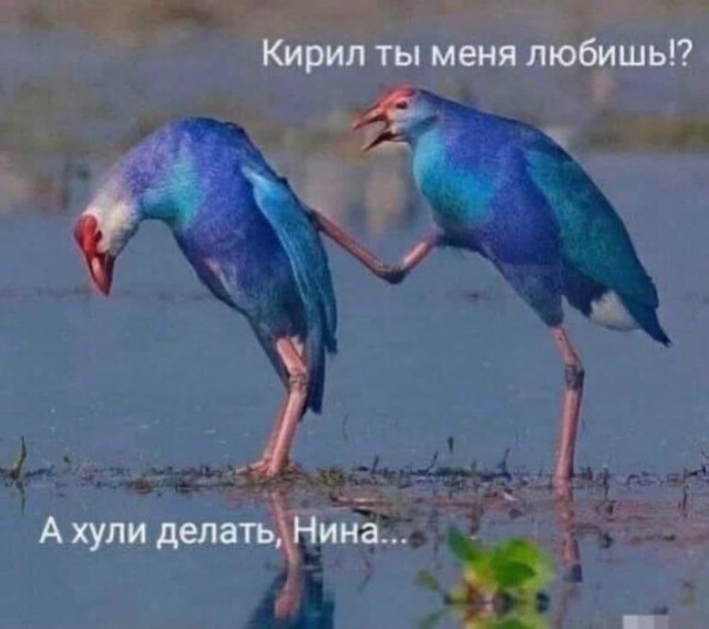 Картинки и мемы - "Жить, как говорится, хорошо..."