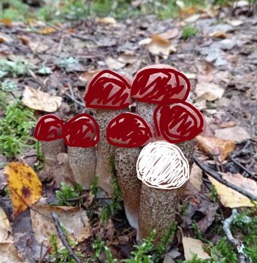 Грибы