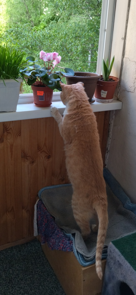 Литературный конкурс "Три Кокоса" — это вам не шутки!