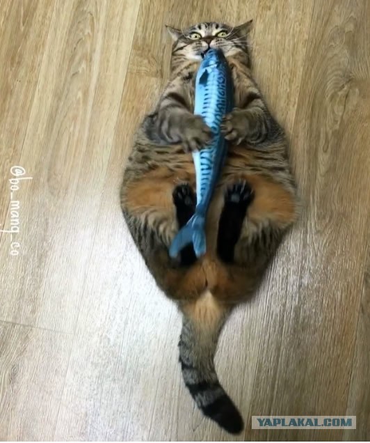 Объявлены финалисты конкурса самых забавных фотографий животных Comedy Wildlife Photography Awards 2024