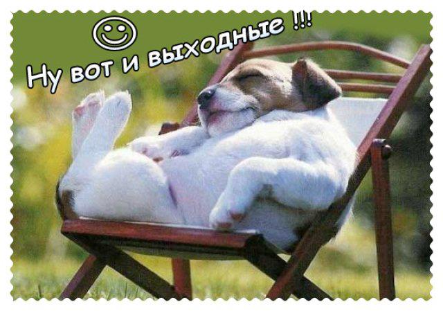 Котэ, совэ и все-все-все