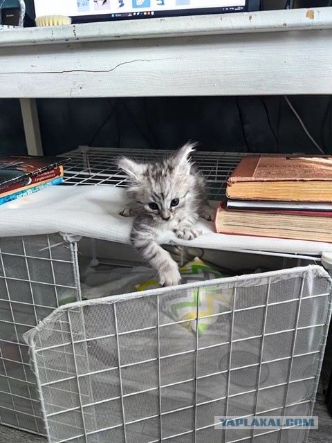 Совпало с котовторником.