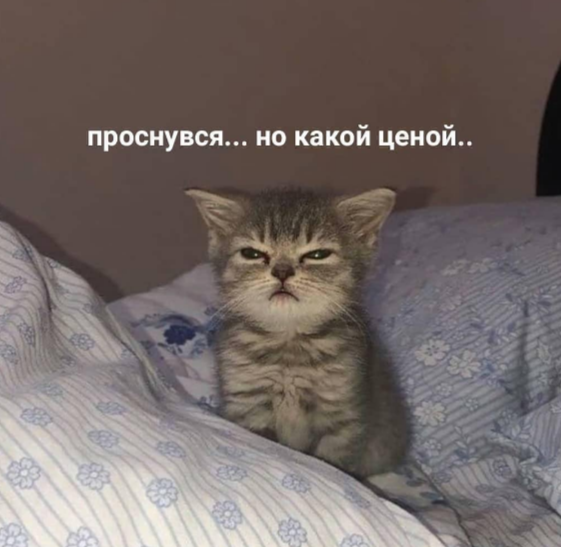 Девушка попросила в Хвиттере остальных скинуть любимые мемы с котами
