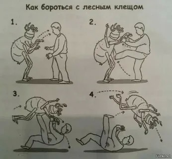 В средней полосе России начался пик активности клещей