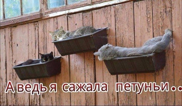 Кота искали весь день