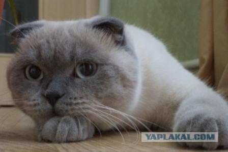 Котовторник  30.07.2013