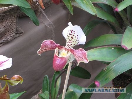 Орхидеи цветут при -20 градусах (23 фото)