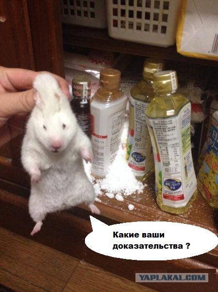 Попался