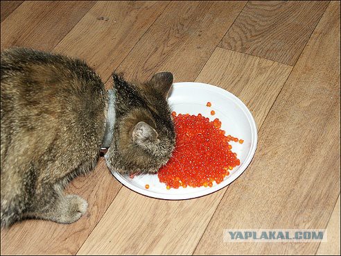 Котовторник 27.5.2014