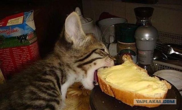 Я только мясо поправлю