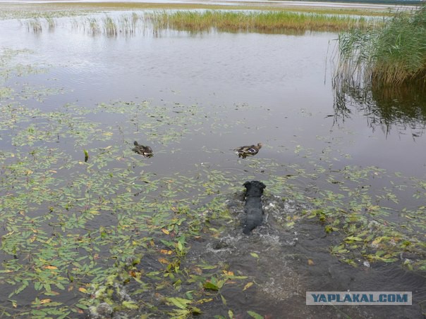 Собакочетверг (11 09 2014)