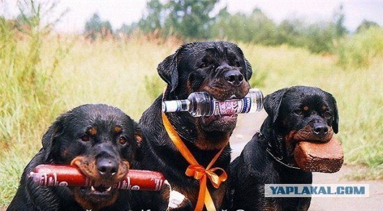 Всех с пятницей, господа!