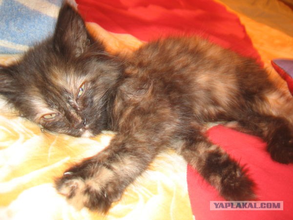 Котовторник 25.11.2014