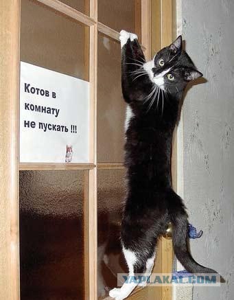 Прыгающие коты