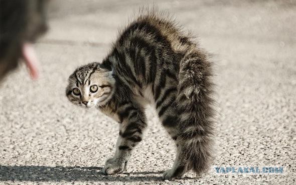 Котовторник