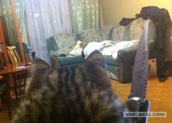 Собачка испугалась