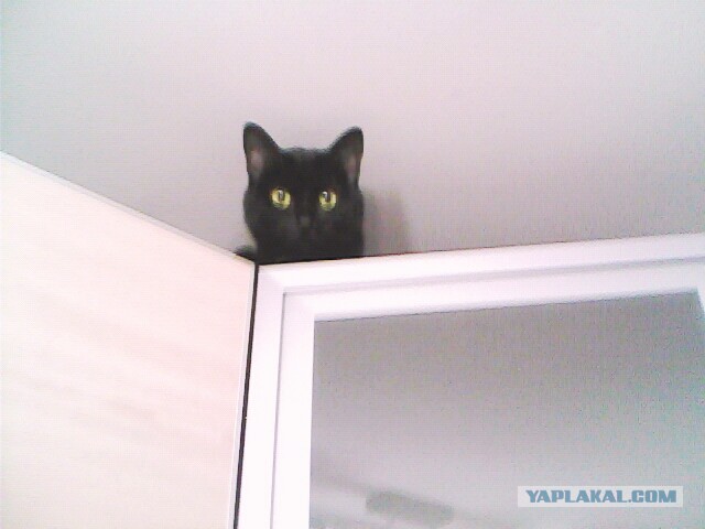 Котовторник.