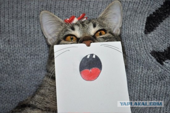 Котовторник