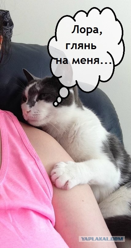 Настало время серьезного разговора с котом